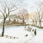 Sheep in Snow