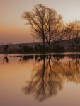 Whitten Pond Reflections