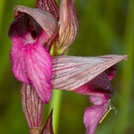 Tongue Orchid (Serapias lingua)