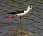 Black Winged Stilt