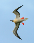 Red-footed Booby (adult) banking, Kilauea Point, Kauai