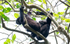 Hoolock Gibbons