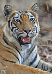 Royal bengal tiger - 9