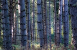 Blue Trees (10)