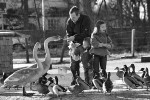 Friendly Cygnet BW