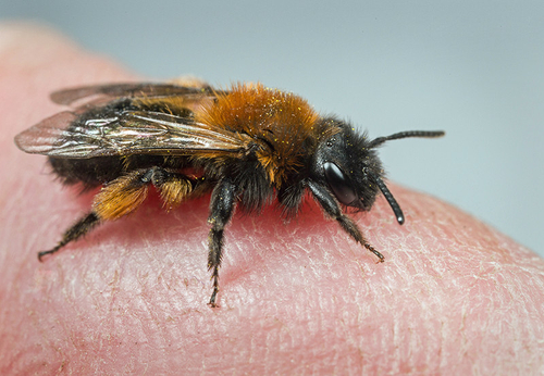 [i]Andrena bicolor[/i] female. Staffordshire garden, March 2015.