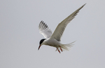 Common Tern