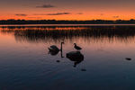 Swan and Dduck at Portaneena