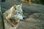 Grey Wolf - Kenai (Colchester Zoo)