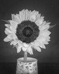 Sun Flower Still Life in Black and White