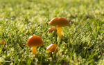 Fungi, Tatton Park, Cheshire