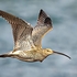 BBW-15-Curlew by Loch Na Keal