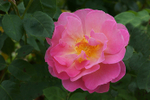 RosaRugosa