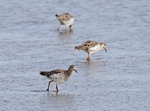 Ruffs