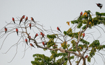 Rosy bee-eaters