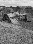 Reed Harvest ~ Suffolk 3