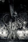 Roots
