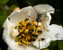 Spotted Longhorn
