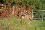 Roe Deer