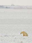 Polar Bear waiting at ice hole for seal to appear, Churchill, Canada