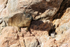 Rock Hyrax resting, Stony Point Nature Reserve, South Africa
