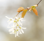 Flowering Serviceberry