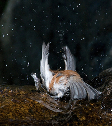 Backyard Bathing Birds portfolio