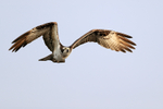 Osprey flying, Blue Cypress Lake, Florida