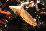 Winter Leaves 4