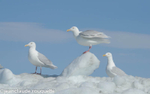 Glaucous Gull