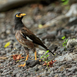 Common Myna, Kealakekua Bay, Hawaii