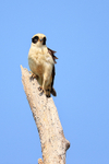 Laughing Falcon portfolio