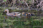 Mallard Duck & Ducklings
