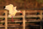 White Ibis landing, Wakodahatchee Wetlands, Florida