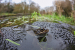 Common frog resting on a large amount of spawn in a Bristol pond.