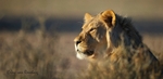 Golden light Lion