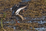Redshank (Tringa totanus) portfolio