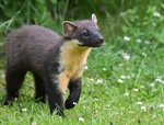 Pine Marten