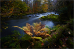 Autumnal Tones