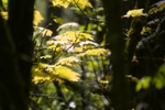 Leaves in Sunlight