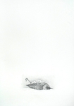 Thrush 4