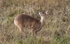 Chinese Water Deer