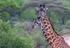 A Pair of Giraffe