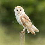 Barn Owl 202611