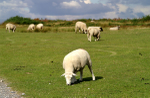 Ashdown Forest 02