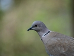 Collared Dove