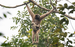 Hoolock Gibbon female with baby