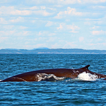 Fin Whale - Cow and Calf