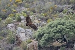Griffon Vulture