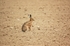 Brown Hare